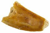 Bargain, Raptor Tooth - Real Dinosaur Tooth #305521-1